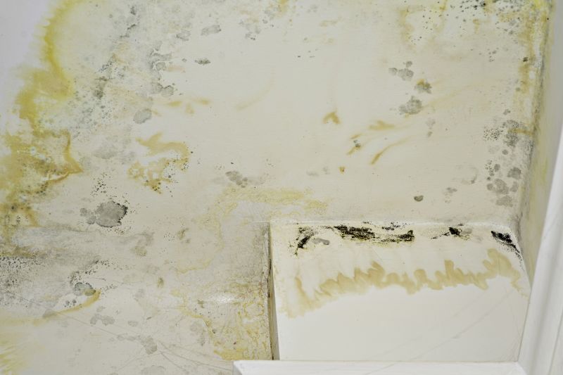 Attic Mold Remediation in Fort Worth, TX