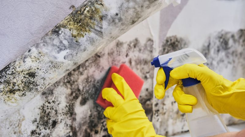 Attic Mold Removal in Broward County, FL